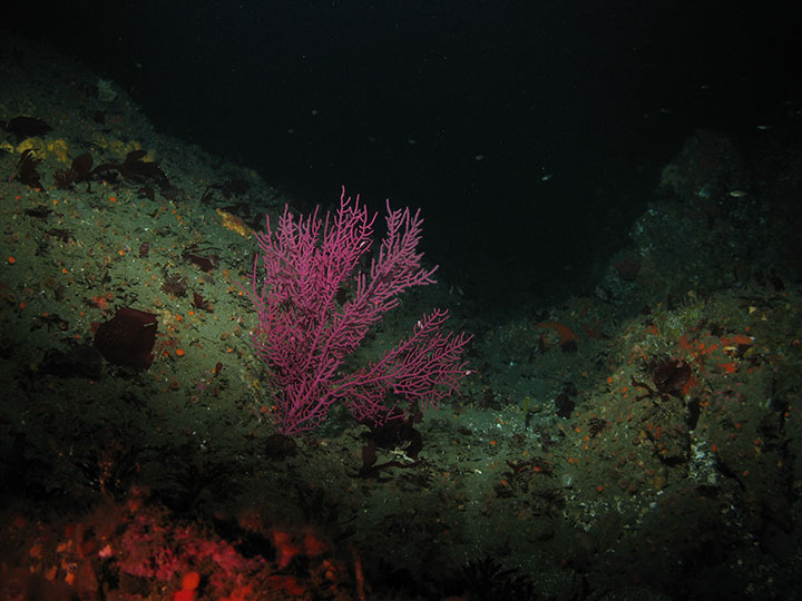 coral and gorgonian